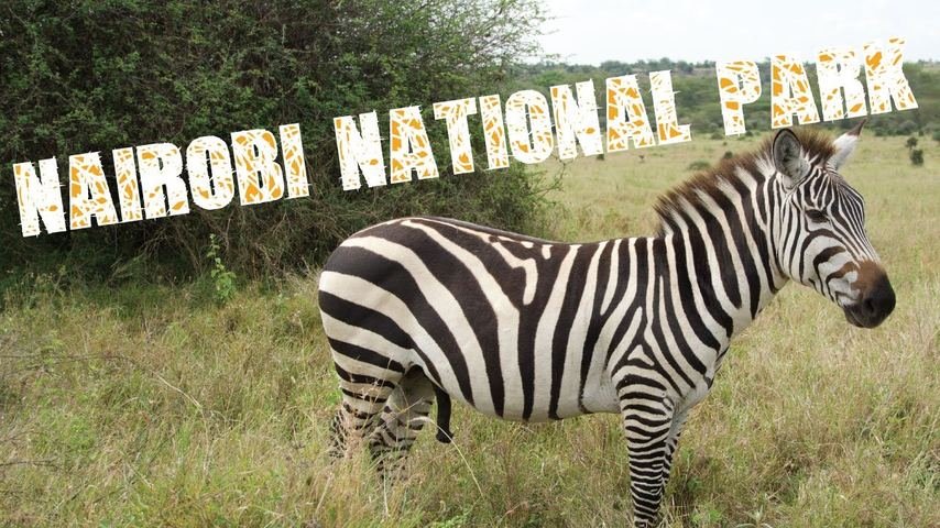 Nairobi National Park safari